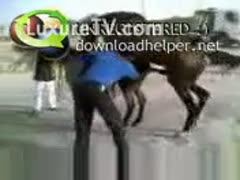 A rancher facilitating filthy delight for his horses